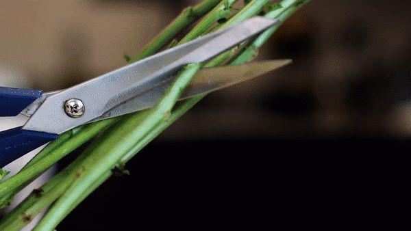 6 mẹo thần thánh giúp hồi sinh hoa héo trong 3s, người bán hoa không bao giờ nói cho bạn