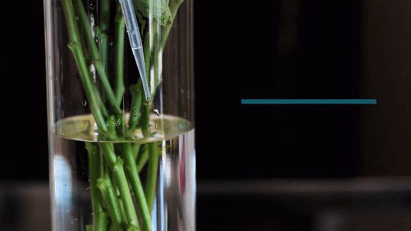 6 mẹo thần thánh giúp hồi sinh hoa héo trong 3s, người bán hoa không bao giờ nói cho bạn