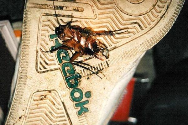 Dùng dép đập gián, thói quen đơn giản có thể “hại chết” cả gia đình bạn