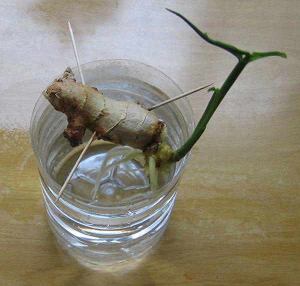 Tròn mắt nhìn vợ dùng tăm đâm vào nhánh gừng, vài tháng sau có gừng ăn tẹt ga không hết