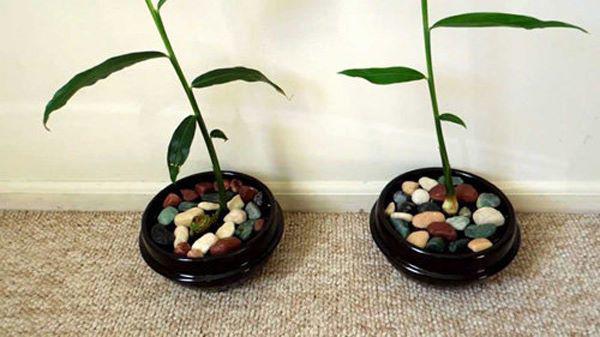 Tròn mắt nhìn vợ dùng tăm đâm vào nhánh gừng, vài tháng sau có gừng ăn tẹt ga không hết