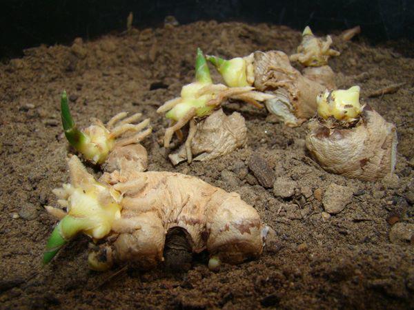 Tròn mắt nhìn vợ dùng tăm đâm vào nhánh gừng, vài tháng sau có gừng ăn tẹt ga không hết