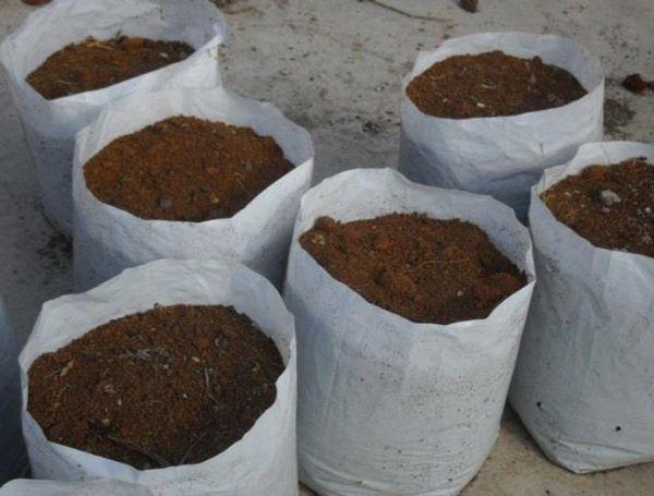 Tròn mắt nhìn vợ dùng tăm đâm vào nhánh gừng, vài tháng sau có gừng ăn tẹt ga không hết