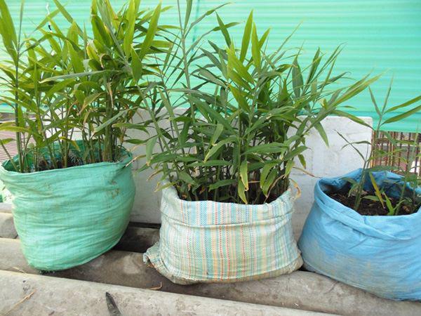 Tròn mắt nhìn vợ dùng tăm đâm vào nhánh gừng, vài tháng sau có gừng ăn tẹt ga không hết