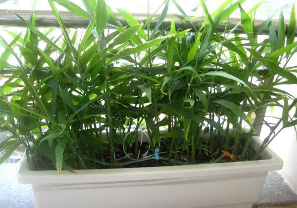 Tròn mắt nhìn vợ dùng tăm đâm vào nhánh gừng, vài tháng sau có gừng ăn tẹt ga không hết