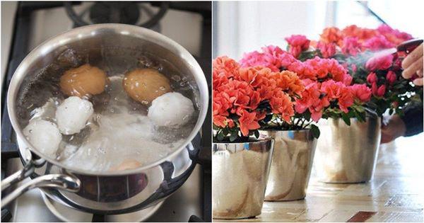 Lấy nước luộc trứng tưới cây, 7 ngày sau mẹ trẻ vỡ òa trước vườn hoa ngập sắc