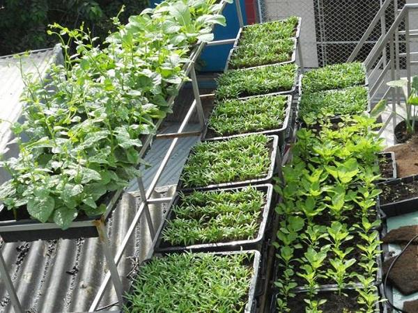 Mẹ Hà Nội tiết lộ “thần công” chăm cây lớn nhanh như thổi nhờ 1 thanh đậu phụ