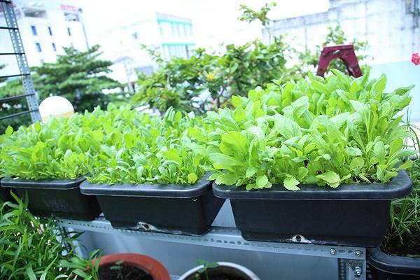 Mẹ Hà Nội tiết lộ “thần công” chăm cây lớn nhanh như thổi nhờ 1 thanh đậu phụ