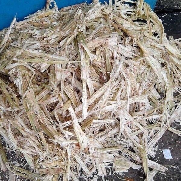 Mẹ trẻ đi cả phố gom vỏ mía, hàng xóm mắng dở hơi nhưng sau đó thì nín lặng