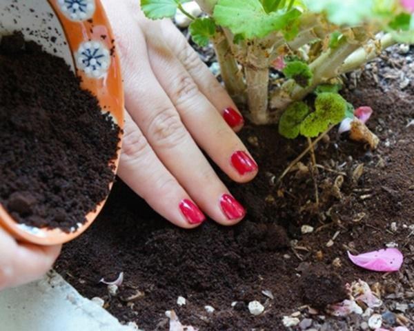Mỗi bữa nấu ăn đem rác ủ chỗ này, 2 tuần sau cây chết rũ cũng mọc xanh um