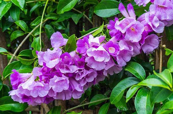 Muốn rắn không bò vào nhà hãy thử những cách này