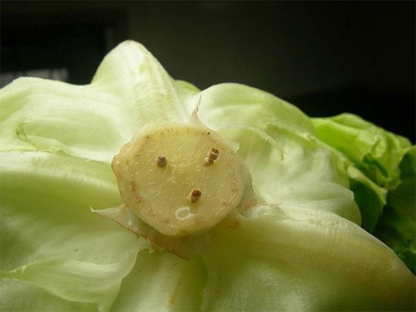 Thấy dâu mới cắm tăm vào cuống xà lách, mẹ chồng định lao ra mắng thì bất ngờ…