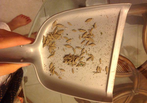 Thấy những “chiếc túi” bầu dục này trong nhà, loại bỏ ngay kẻo hối hận không kịp