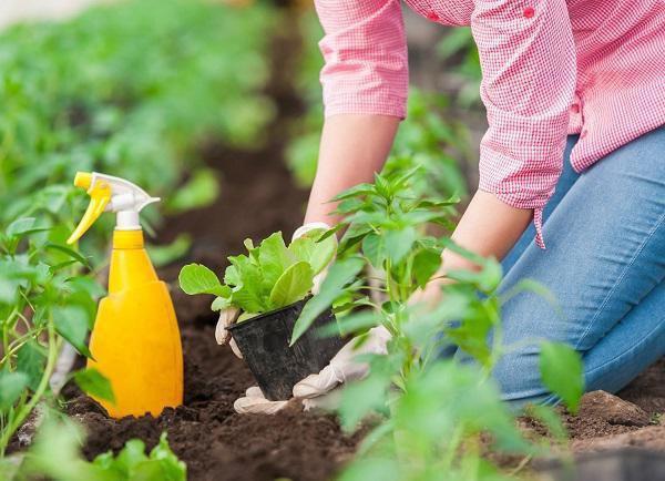 Tiện tay đổ bia ra vườn, người đàn ông nhận điều bất ngờ sau 1 đêm