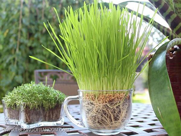 “Tiện tay” vứt bỉm của con ra vườn, mẹ trẻ kinh ngạc khi 1 tuần sau rau mọc tốt um