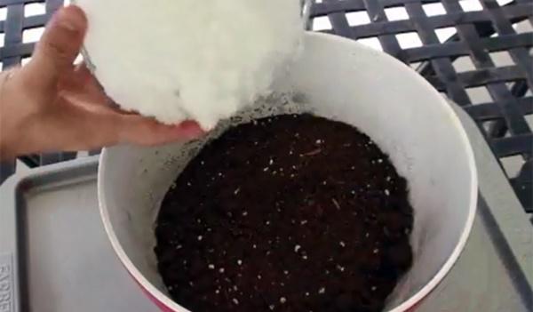 “Tiện tay” vứt bỉm của con ra vườn, mẹ trẻ kinh ngạc khi 1 tuần sau rau mọc tốt um