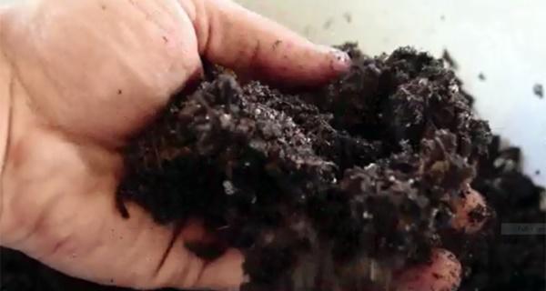 “Tiện tay” vứt bỉm của con ra vườn, mẹ trẻ kinh ngạc khi 1 tuần sau rau mọc tốt um