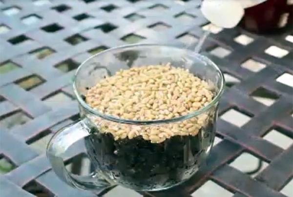 “Tiện tay” vứt bỉm của con ra vườn, mẹ trẻ kinh ngạc khi 1 tuần sau rau mọc tốt um