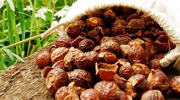 Công thức làm nước rửa bát từ quả bồ hòn siêu dễ chị em đang “lùng sục” khắp nơi