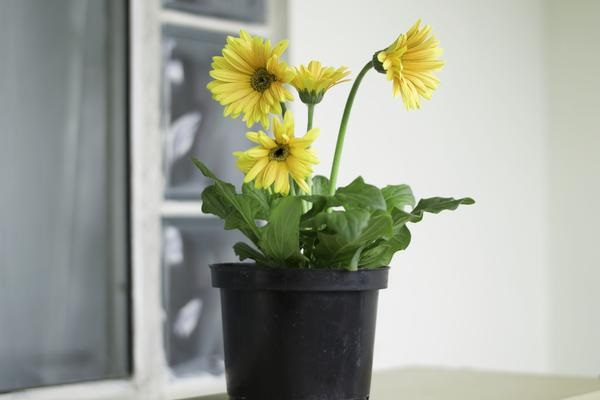 Tống khứ mùi hôi thuốc lá ra khỏi nhà với những mẹo cực đơn giản