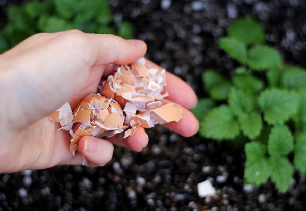 Vô tình đánh rơi thứ này cả vườn rau “chờ chết” bỗng tốt um, nở rộ, tiệt sâu bệnh