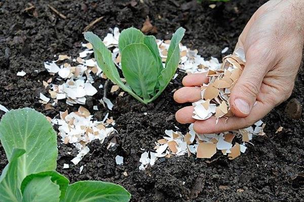 Vô tình đánh rơi thứ này cả vườn rau “chờ chết” bỗng tốt um, nở rộ, tiệt sâu bệnh