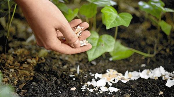 Vô tình đánh rơi thứ này cả vườn rau “chờ chết” bỗng tốt um, nở rộ, tiệt sâu bệnh
