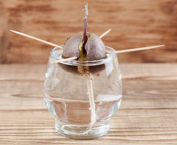 5 loại cây ăn quả trồng từ hạt siêu dễ, ai cũng nên trồng 1 cây trong nhà