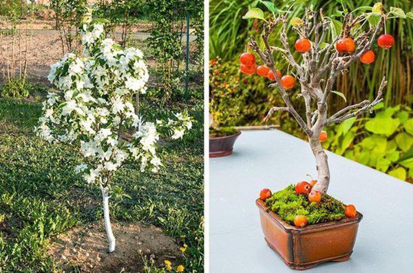 5 loại cây ăn quả trồng từ hạt siêu dễ, ai cũng nên trồng 1 cây trong nhà