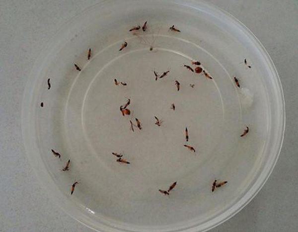 Cách đơn giản đuổi kiến ba khoang ra khỏi nhà vĩnh viễn, ở chung cư nên học hỏi ngay