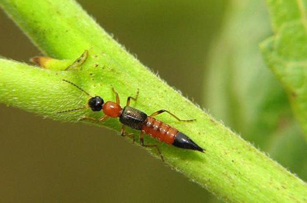 Cách đơn giản đuổi kiến ba khoang ra khỏi nhà vĩnh viễn, ở chung cư nên học hỏi ngay