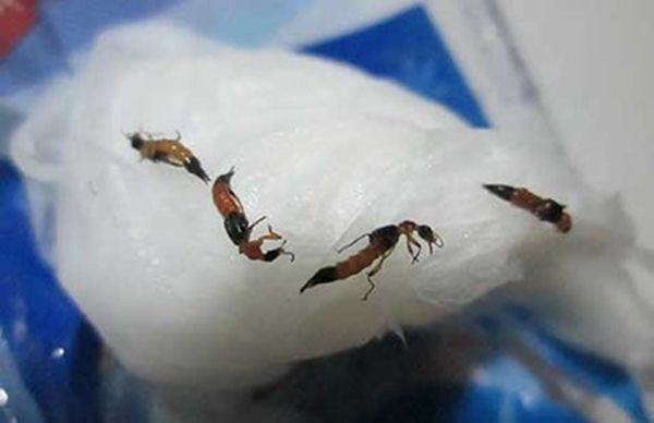 Cách đơn giản đuổi kiến ba khoang ra khỏi nhà vĩnh viễn, ở chung cư nên học hỏi ngay