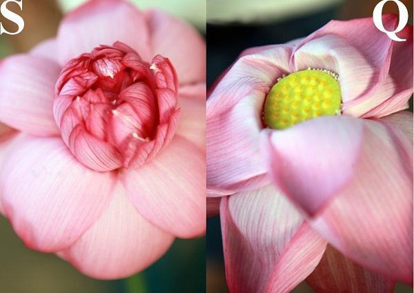 Cách phân biệt quỳ và sen chuẩn “không trượt phát nào”, thách thức dân bán hoa lừa đảo