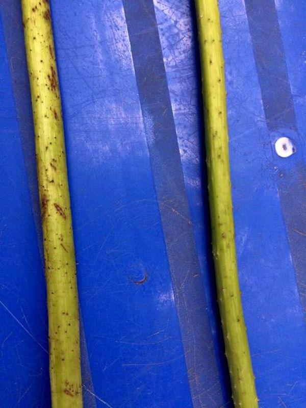 Cách phân biệt quỳ và sen chuẩn “không trượt phát nào”, thách thức dân bán hoa lừa đảo