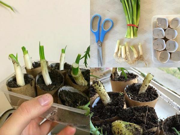 Cách trồng hành lá trong chai nhựa vứt đi, cả nhà ăn tẹt ga không hết