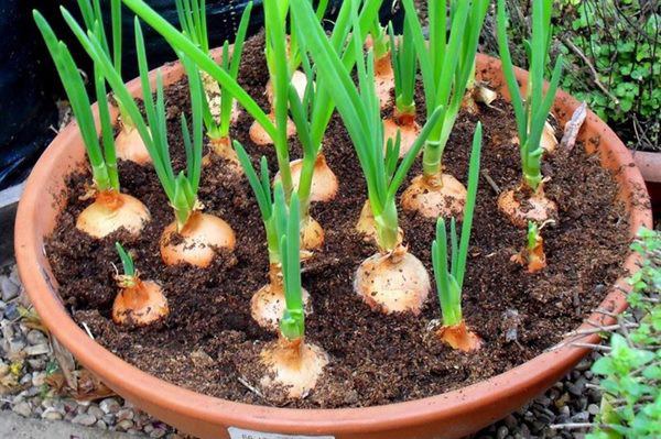Cách trồng hành lá trong chai nhựa vứt đi, cả nhà ăn tẹt ga không hết