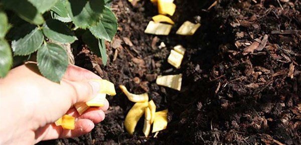 Cây cảnh chết rũ vùi thứ này xuống gốc ngay, sáng ra dụi mắt xem điều đặc biệt