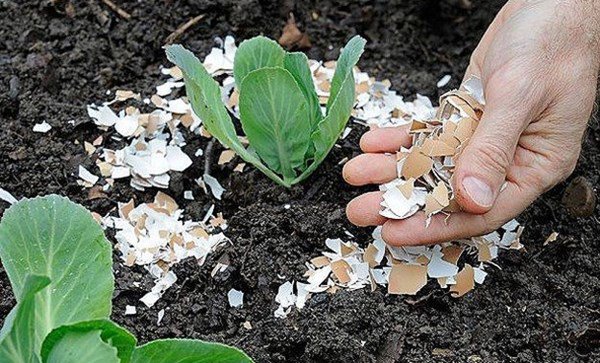 Cây cảnh chết rũ vùi thứ này xuống gốc ngay, sáng ra dụi mắt xem điều đặc biệt