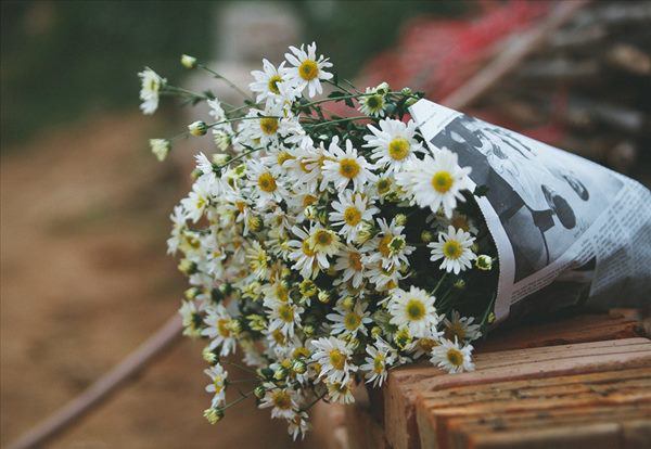 Cho 1 thìa muối vào bình hoa cúc họa mi, chơi cả tuần không thối, không hỏng, đẹp mê li