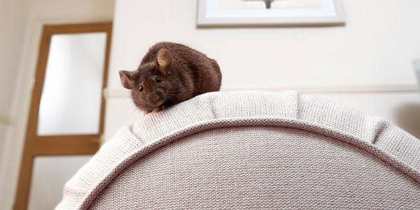 Lấy 1 nắm gạo trộn xi măng, chuột lũ lượt đội nón ra đi, muôn đời không dám bén mảng