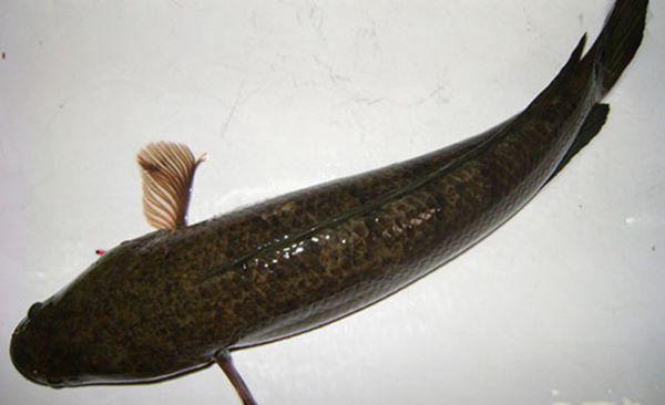 Mang cốc muối đổ vào bồn cầu, 5 phút sau chồng gọi vợ vào xem điều đặc biệt