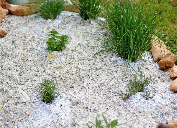 Mang giấy vụn rải khắp vườn, tác dụng bất ngờ sau vài tháng ai cũng muốn học theo