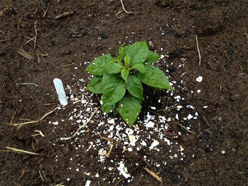 Tiện tay đặt vỏ cam ra vườn, sáng dụi mắt 3 lần xem điều kỳ diệu sau 1 đêm