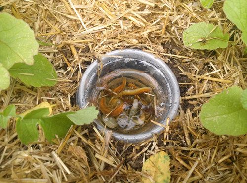 Tiện tay đặt vỏ cam ra vườn, sáng dụi mắt 3 lần xem điều kỳ diệu sau 1 đêm