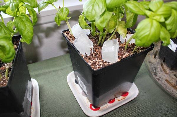 Thả 3 viên đá lạnh xuống chậu hoa, tác dụng không ngờ sẽ khiến bạn “té ngửa” ngạc nhiên