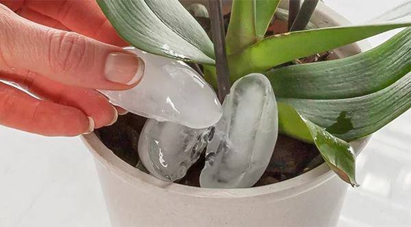 Thả 3 viên đá lạnh xuống chậu hoa, tác dụng không ngờ sẽ khiến bạn “té ngửa” ngạc nhiên
