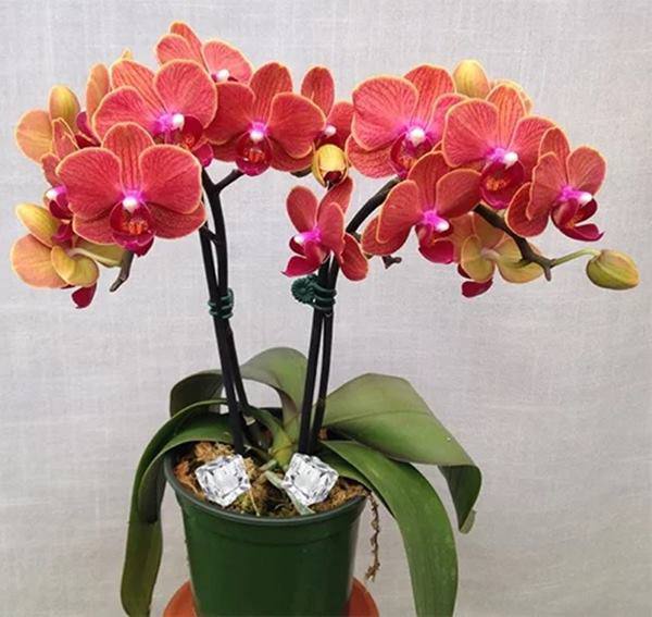 Thả 3 viên đá lạnh xuống chậu hoa, tác dụng không ngờ sẽ khiến bạn “té ngửa” ngạc nhiên