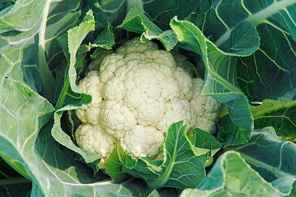 Tháng 12 nhanh tay trồng các loại rau này, Tết không tốn tiền vẫn đủ rau ăn