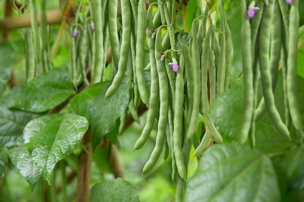 Tháng 12 nhanh tay trồng các loại rau này, Tết không tốn tiền vẫn đủ rau ăn