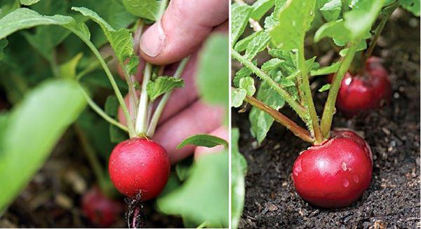 Tháng 12 nhanh tay trồng các loại rau này, Tết không tốn tiền vẫn đủ rau ăn